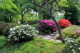 Elegant Nature Botanical Garden Desktop Photo