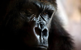 Epic Gorilla Image for Desktop