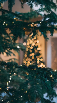 Festive Christmas Tree Photo for Holiday Cheer