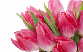 Fresh Flower Wallpaper for Desktop Use