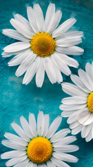 Gorgeous Flower Design for Mobile Wallpaper