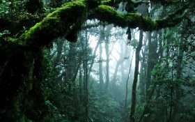 Gorgeous Jungle Pictures for Your Desktop