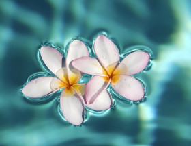 Gorgeous Spring Flower Desktop Background