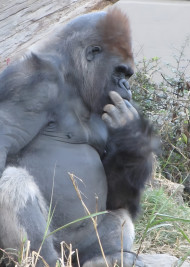 Gorilla 4K Mobile Background