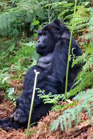 Gorilla in Colorful Jungle Mobile Background