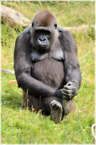 Gorilla in Jungle Mobile Photo