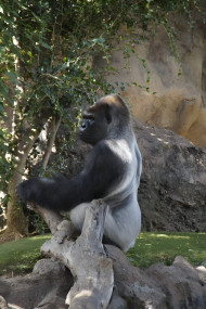 Gorilla in Misty Forest Mobile Wallpaper