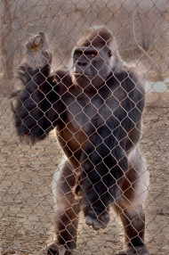 Gorilla in Natural Light Mobile Photo