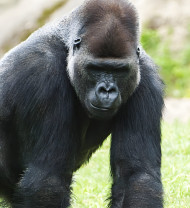 Gorilla in Peaceful Forest Mobile Photo