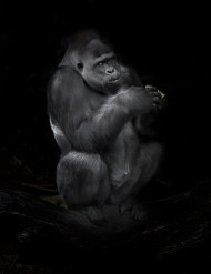 Gorilla in Silent Forest Mobile Background