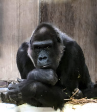 Gorilla in Stillness Mobile Photo