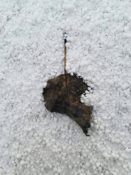 Icy Snow Flake Dream Photo