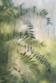 Leafy Sage Green Mobile Background 4K