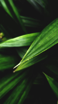 Lush Green Botanical Garden Mobile Wallpaper Free