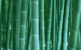 Peaceful Bamboo Desktop Image