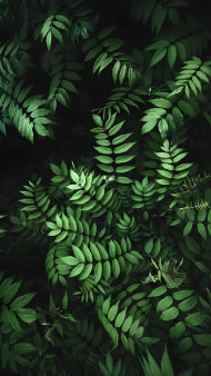 Peaceful Botanical Garden Mobile Picture Download