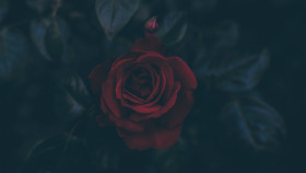 Popular Flower Desktop Picture in High Quality