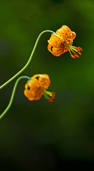Serene Botanical Garden Wallpaper 4K