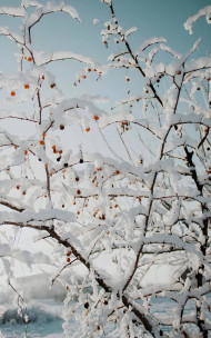 Snow Crystal Beauty Wallpaper