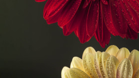 Stylish Flower Wallpaper for Desktop Screens