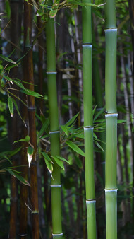 Tall Bamboo Trees Phone Background