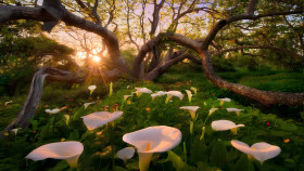 Tranquil Green Botanical Garden Desktop Photo