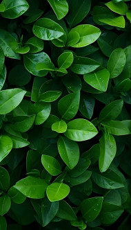 Tranquil Greenery  Botanical Garden Mobile Background