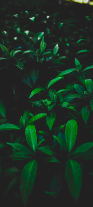 Vibrant Green Botanical Garden Mobile Photo Free