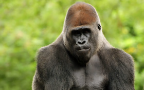 Wild Gorilla Wallpaper Free