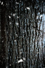 Winter Snow Crystal Image