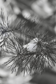 Winter Snowflake Charm Photo